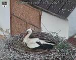 Capi_Dubne_20250530_074003.jpg
