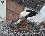Capi_Dubne_20250530_081003.jpg