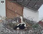Capi_Dubne_20250530_084003.jpg