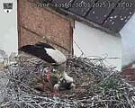 Capi_Dubne_20250530_103002.jpg
