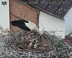 Capi_Dubne_20250530_104002.jpg