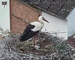 Capi_Dubne_20250530_110003.jpg