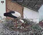 Capi_Dubne_20250530_111003.jpg