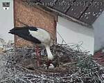 Capi_Dubne_20250530_115003.jpg