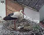 Capi_Dubne_20250530_141502.jpg