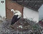 Capi_Dubne_20250530_160003.jpg