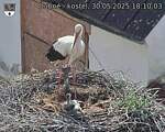 Capi_Dubne_20250530_181003.jpg