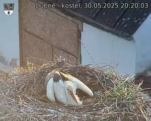 Capi_Dubne_20250530_202003.jpg (1350 x 1080)