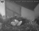 Capi_Dubne_20250530_213003.jpg