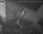 Capi_Dubne_20250530_213503.jpg