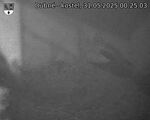 Capi_Dubne_20250531_002503.jpg