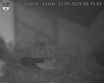 Capi_Dubne_20250531_003502.jpg