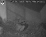 Capi_Dubne_20250531_040502.jpg