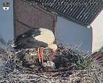 Capi_Dubne_20250531_061503.jpg
