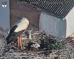 Capi_Dubne_20250531_063003.jpg