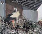 Capi_Dubne_20250531_065503.jpg