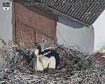 Capi_Dubne_20250531_072503.jpg