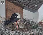 Capi_Dubne_20250531_080003.jpg