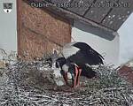Capi_Dubne_20250531_085503.jpg