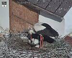 Capi_Dubne_20250531_090003.jpg