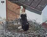 Capi_Dubne_20250531_100503.jpg