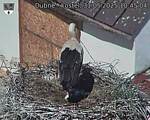 Capi_Dubne_20250531_104504.jpg