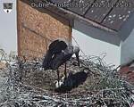 Capi_Dubne_20250531_112503.jpg