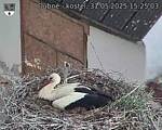 Capi_Dubne_20250531_152503.jpg
