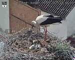 Capi_Dubne_20250531_164503.jpg