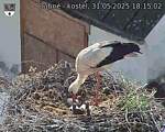 Capi_Dubne_20250531_181503.jpg