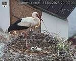 Capi_Dubne_20250531_200003.jpg