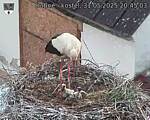 Capi_Dubne_20250531_204503.jpg