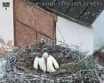 Capi_Dubne_20250531_210003.jpg