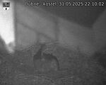 Capi_Dubne_20250531_221002.jpg