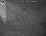 Capi_Dubne_20250601_000003.jpg