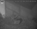 Capi_Dubne_20250601_000502.jpg