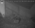 Capi_Dubne_20250601_002002.jpg
