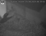 Capi_Dubne_20250601_003502.jpg
