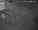 Capi_Dubne_20250601_004003.jpg