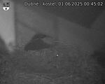 Capi_Dubne_20250601_004502.jpg