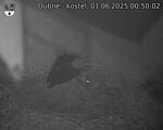 Capi_Dubne_20250601_005002.jpg
