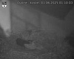Capi_Dubne_20250601_011003.jpg