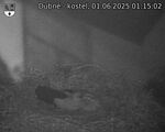 Capi_Dubne_20250601_011502.jpg