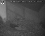 Capi_Dubne_20250601_012002.jpg