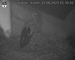 Capi_Dubne_20250601_013002.jpg