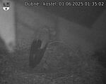 Capi_Dubne_20250601_013502.jpg