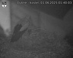 Capi_Dubne_20250601_014003.jpg