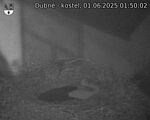 Capi_Dubne_20250601_015002.jpg