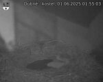 Capi_Dubne_20250601_015503.jpg