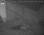 Capi_Dubne_20250601_021502.jpg